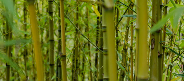 Bambusstämme